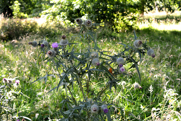 DSC_0966.JPG