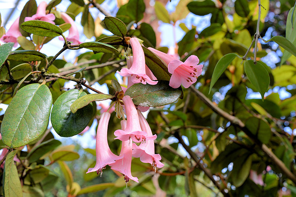 DSC_0810.JPG