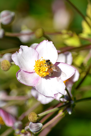 DSC_0545.JPG