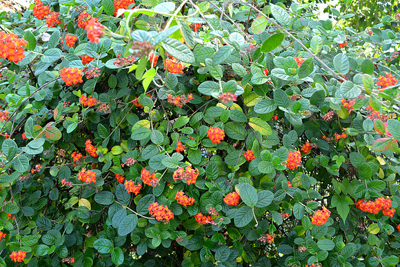 DSC_0733.JPG