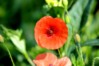 DSC_0499.JPG