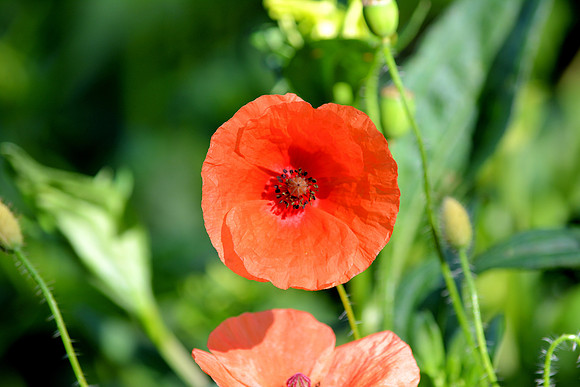 DSC_0499.JPG