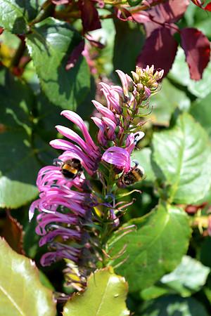 DSC_0643.JPG