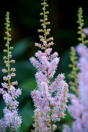 DSC_0527.JPG