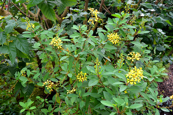 DSC_0803.JPG