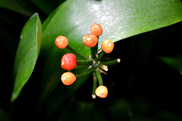 DSC_0684.JPG