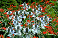 DSC_0512.JPG