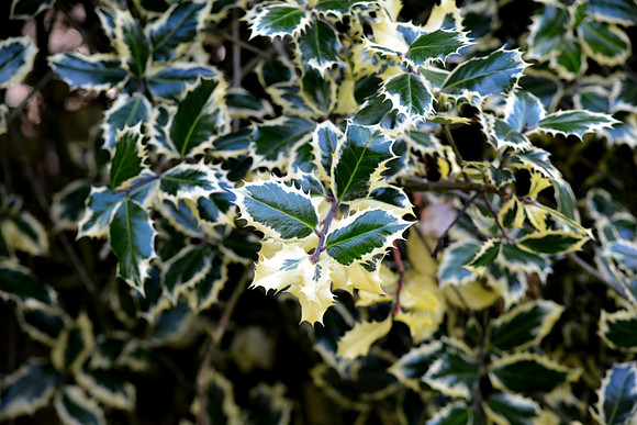 DSC_0579.JPG
