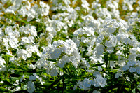 DSC_0493.JPG