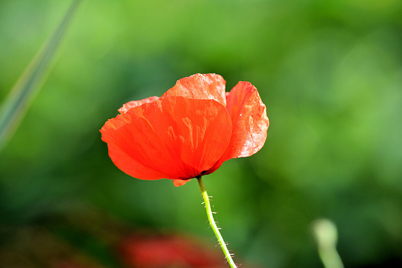 DSC_0483.JPG