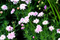 DSC_0503.JPG