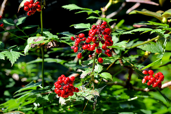 DSC_0894.JPG
