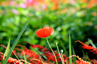 DSC_0482.JPG