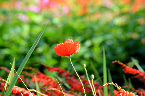 DSC_0482.JPG