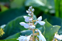 DSC_0484.JPG