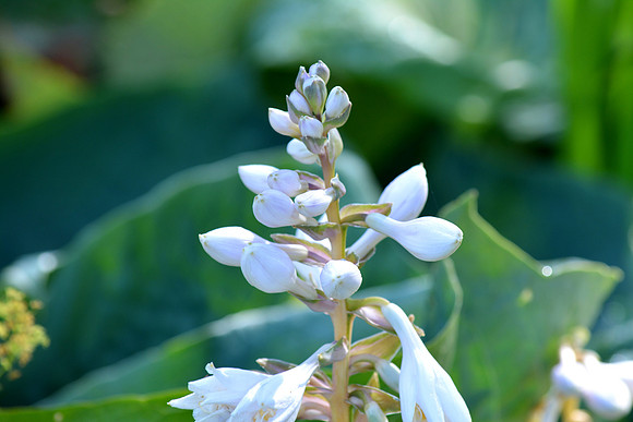 DSC_0484.JPG