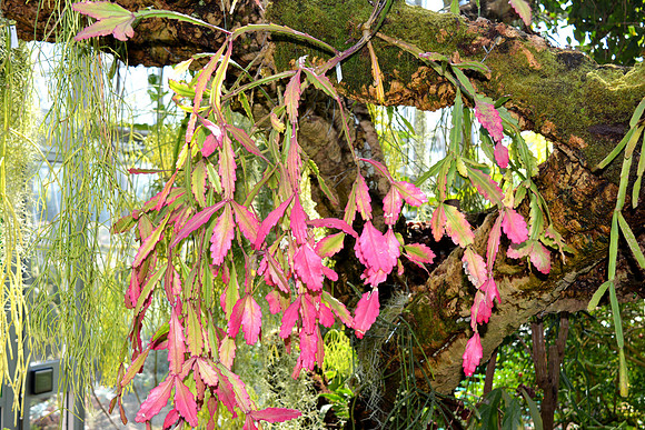 DSC_0736.JPG