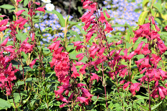DSC_0852.JPG