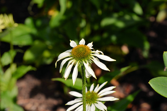 DSC_0552.JPG