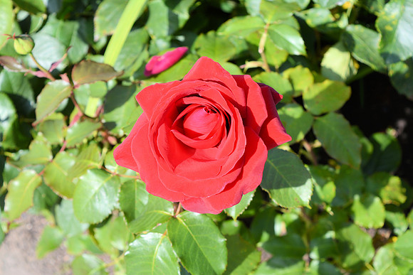 DSC_0642.JPG